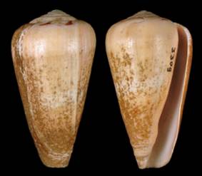 Darioconus%20natalaurantia%20Holotype%20.jpg