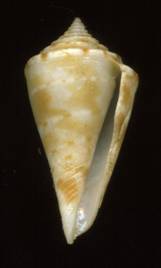 Yeddoconus somalicus holotype A.jpg