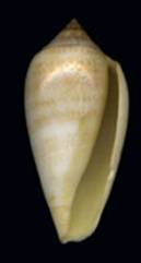 Conus_priscai.jpg