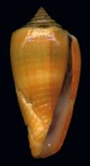 Conus_atimovatae.jpg