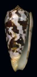 Conus_striatus_occidentalis.jpg