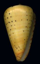 Conus_betulinus_rubrolabiata.jpg