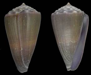 conco_2014_holotype.jpg