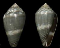 santanaensis_holotype_2014.jpg