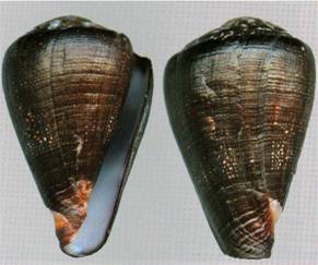 miguelfiaderoi_holotype_2015.jpg