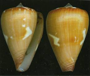 santaluziensis_holotype_2015.jpg