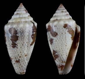 rosi-holotype.jpg