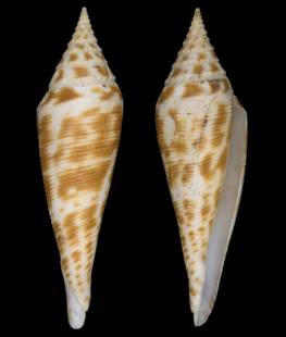 edpetuch-holotype.jpg