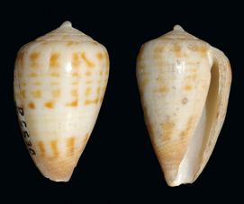 Sciteconus%20mpenjatiensis%20Holo.jpg