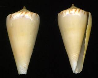 pennasilicorum_holotype.jpg