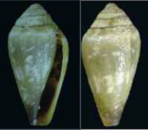 espingueirensis_holotype.JPG