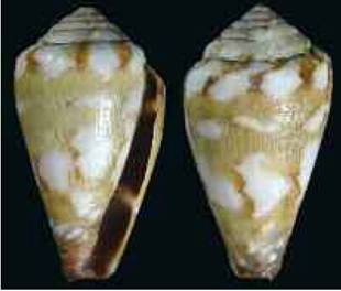 pinedensis_holotype.JPG