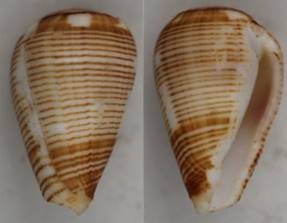 eusebioi_holotype.jpg
