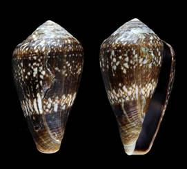 fernandi-holotype.jpg