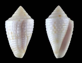 crabosi-holotype.jpg