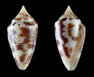 gubernatrix-holotype.jpg