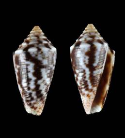 ramasorum-holotype.jpg