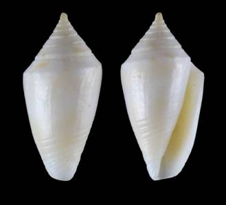 tammymyersae-holotype.jpg