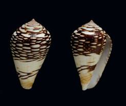 Lautoconus stimpsonorum Holotype.jpg