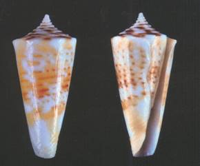 laurenti-holotype.jpg