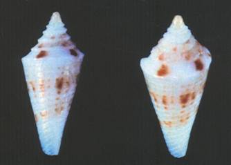 piti-holotype.jpg