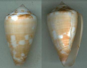 josefiadeiroi-holotype.jpg