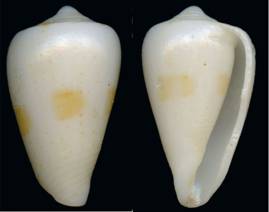 Conus_punctomaculatus_2020_1.jpg