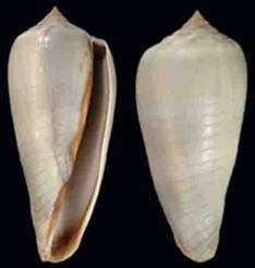 severinae-holotype.jpg