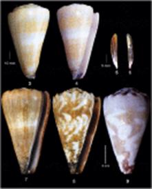 Fig. 3. Holotype specimen of Conus laccadivensis sp