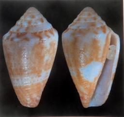 gregorioi-holotype.JPG