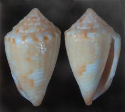 laudelinoi-holotype.JPG