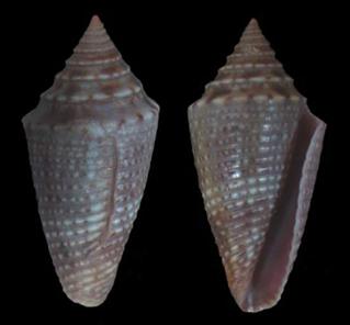 tinharensis-holotype.jpg